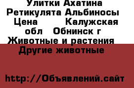 Улитки Ахатина Ретикулята Альбиносы › Цена ­ 50 - Калужская обл., Обнинск г. Животные и растения » Другие животные   
